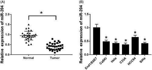 Figure 1. miR-204 is low expressed in cervical cancer tissues and cells. (A) The expression of miR-204 in cervical cancer tissues; (B) the expression of miR-204 in cervical cancer cell lines. Compared to normal tissues or End/E6E7 cells, *p < .05.