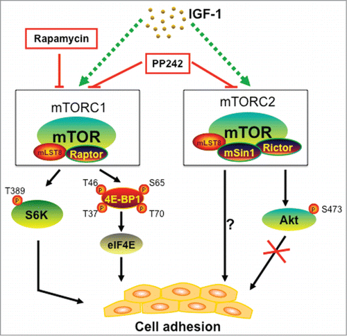 Figure 1. Schematic diagram of mTOR signaling in cell adhesion. Both mTORC1 and mTORC2 participate in IGF-1-stimulted cell adhesion in cancer cells. mTORC1 regulates cell adhesion through S6K1 and 4E-BP1/eIF4E pathways, but mTORC2 mediates cell adhesion independently of Akt. PP242 (an mTORC1/2 kinase inhibitor) suppresses cell adhesion more potently than rapamycin (an allosteric mTORC1 inhibitor).