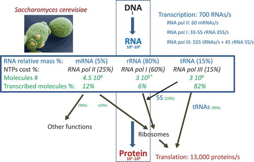 Figure 1. Quantitation of the Central Dogma in eukaryotes.Using data from published references (see M&M for a detailed description), we herein represent the amounts of the molecules involved in the flux of information from DNA (genome) to protein in S. cerevisiae as an example of eukaryotic cells. It should be similar, in relative proportions, for other eukaryotes. For a haploid budding yeast, the number of RNAs falls within the range of 10−4–10−6, including mRNAs, tRNAs and rRNAs. Other RNAs come in much smaller amounts and are not considered herein. The relative proportions of RNA types and transcription costs are shown (see M&M for details). The percentage of RNA pol II transcription devoted to ribosome-related proteins (10%) and the other proteins (from ref. Citation15) and that of RNA pol III devoted to tRNAs and 5S rRNA (see M&M) are shown. Note that as the total number of protein molecules and their total translation rates are higher than their mRNA counterparts, the translation cost is much higher. The * indicates that we here take the number of ribosomes as number or molecules of rRNA, but it should be considered that each ribosome has 4 independent rRNA molecules, three transcribed by RNA pol I as a single nascent transcript: 5.8S, 18S and 25S; and another transcribed by RNA pol III: 5 S.