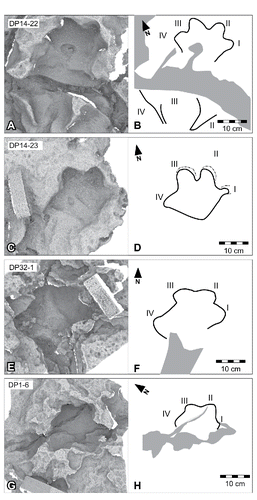 FIGURE 47. Other manual impressions of Garbina roeorum, ichnogen. et ichnosp. nov., from the Yanijarri–Lurujarri section of the Dampier Peninsula, Western Australia. Coupled left manual and pedal impressions, UQL-DP14-22, preserved in situ as A, ambient occlusion image; and B, schematic interpretation. Left manual track, UQL-DP14-23, preserved in situ as C, ambient occlusion image; and D, schematic interpretation. Left manual impressions, UQL-DP32-1, preserved in situ as E, ambient occlusion image; and F, schematic interpretation. Manus track UQL-DP1-6, preserved in situ as G, ambient occlusion image; and H, schematic interpretation. See Figure 19 for legend.