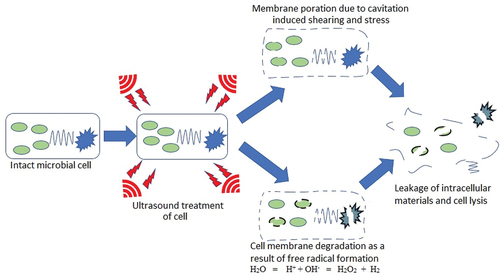 Figure 1. Mechanism of ultrasonic microbial inactivation.