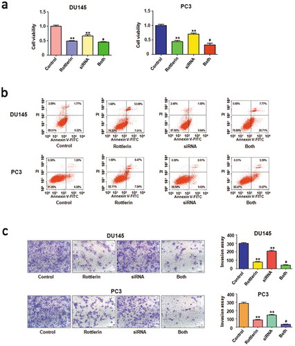 Figure 6. The effect of EZH2 downregulation on cell growth, apoptosis and invasion (a) CellTiter-Glo luminescence assay was applied for detecting the effect of EZH2 siRNA in combination with rottlerin treatment on prostate cancer cell growth. **P < 0.01, compared with control; #P < 0.05 compared with rottlerin treatment or EZH2 siRNA transfection. Control: siRNA control; SiRNA: EZH2 siRNA; Both: rottlerin + EZH2 siRNA. (b) Flow cytometry was used to describe in PC3 and DU145 cells. (c) Left panel, Invasion assay was exerted in prostate cancer cells after EZH2 siRNA transfection and rottlerin treatment. Right panel, quantitative results are illustrated for left panel. **P < 0.01, vs control; #P < 0.05 vs rottlerin treatment or EZH2 siRNA transfection.
