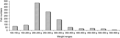 Figure 4. Weight ranges of harvested Asian sea bass at the end of growth-out period.