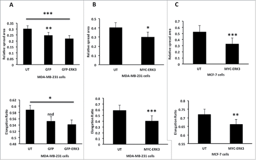 Figure 4. Over expression of ERK3 in different breast cell lines induces a reduction in spread area and elongation ratio. (A) MDA-MB-231 cells were transfected with GFP control vector or GFP-ERK3 for 24 hours, the cells were than fixed and stained with TRITC-phalloidin for F-actin and Dapi. (B) MDA-MB-231 Cells were transfected with MYC-ERK3 for 24 hours, the cells were than fixed and stained with TRITC-phalloidin for F-actin, Dapi and MYC tag as required. (C) MCF-7 cells were transfected with MYC-ERK3 for 24 hours, the cells were than fixed and stained with TRITC-phalloidin for F-actin, Dapi and MYC tag as required. All relative spread area and elongation ratio were calculated using ImageJ (NIH) software. The results shown are mean ± s.e.m of over 30 cells from each population in each of three separated experiments. Statistical significance values were calculated using Student's t-test, *P ≤ 0.05, **P ≤ 0 .005 and ***P ≤ 0.0005.