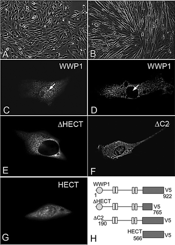 Figure 2.  Localization of WWP1 in C2C12 cells. (A) Undifferentiated C2C12 cells, and (B) morphologically distinct, differentiated C2C12 cells, 48 h after transfer to low serum containing medium. (C) When expressed in undifferentiated C2C12 cells, WWP1 is localized in the cytoplasm and in the nucleus (arrow). (D) In differentiated C2C12 cells WWP1 was only present in the cytoplasm and excluded from the nucleus (arrow). (E) When WWP1ΔHECT is expressed in undifferentiated cells it localizes to the cytoplasm. (F) WWP1ΔC2 and (G) WWP1HECT are both localized within the cytoplasm and nucleus, similar to full-length WWP1, when expressed in undifferentiated C2C12 cells. (H) Schematic diagram summarizing the WWP1 constructs used. Numbers refer to amino acids from the full-length protein sequence. All WWP1 constructs contain a C-terminal V5 epitope tagged used for immunostaining in C–G.