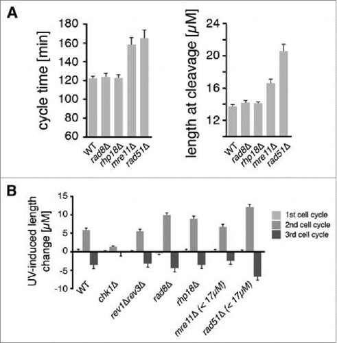 Figure 1. DDT pathways mediated by Rad8, Rhp18, and Rad51 function during the checkpoint response to UV. Asynchronous populations of fission yeast cells were imaged before and after exposure to UV radiation. (A) The average duration of the first cell cycle and the average lengths of cells at the first cleavage are shown for 300 mock-irradiated cells. Error bars denote 95% c.i. (B) Checkpoint responses of mutants in various repair pathways were calculated by subtracting the average length of mock-irradiated cells from the average length of cells exposed to 5 J/m2 of UV (rev3 encodes Polζ). Sample sizes are 300, 600, and 1200 cells for the 1st, 2nd, and 3rd cycles respectively. For mre11Δ and rad51Δ strains, the suppressive effects of spontaneous cell cycle delays were eliminated by restricting analysis to cells < 17 µM at the first cleavage as described in Fig. S2 and in the main text. This procedure reduced the sample size in the mre11Δ and rad51Δ analyses by ∼1/3 and ∼2/3 respectively.