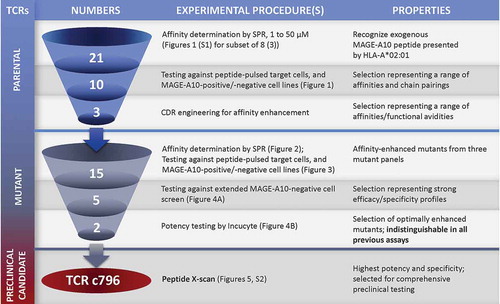 Figure 7. Schematic overview of the workflow for selecting an HLA-A*0201 MAGE-A10254-262-specific TCR candidate to progress to comprehensive pre-clinical testing.The number of TCRs under investigation at each stage and the types of experimental procedures involved in progressing candidates from one stage to the next are shown. This resulted in two mutant TCRs with desirable functional properties that were indistinguishable by previously described assays. The X-scan approach identified c796 as the TCR with the highest potency and specificity.