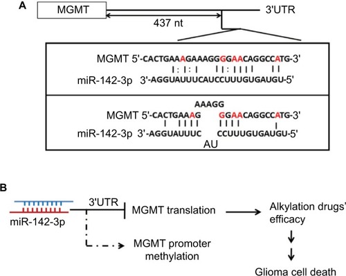 Figure 6 Model of interaction between miR-142-3p and MGMT.Notes: (A) Best complementarity of miR-142-3p to 3′-UTR of MGMT mRNA within the region 438–522 nucleotides, experimentally proven to mediate the repressive effect on translation. (B) miR-142-3p inhibits MGMT mRNA translation and thus diminishes MGMT protein level by binding to MGMT 3′-UTR. Therefore, overexpression of miR-142-3p in GBM cell lines enhanced alkylating agents’ efficacy, which caused GBM cell death.Abbreviation: GBM, glioblastoma multiforme.