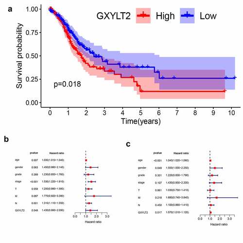 Figure 3. GXYLT2 might serve as a prognostic marker in patients with GC