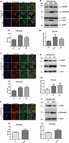 Figure 5. The overexpressed human TPPP/p25A is increased following pharmacological or molecular inhibition of the autophagy-lysosome pathway in OLN-p25α cells. Representative immunofluorescence images of OLN-p25α cells showing the increased protein levels of human TPPP/p25A upon pharmacological (Ai) or molecular (Ci, Ei) inhibition of lysosomal pathways (total, CMA, macroautophagy) using antibodies against human TPPP/p25A (red) and TUBA (green) and DAPI staining. Scale bar: 25 μm. Quantification of human TPPP/p25A protein levels in OLN-p25α cells measured as M.F.I./cell following treatment with NH4Cl, 3 MA for 48 h (Aii) or with Lamp2a-or Atg5-siRNAs for 72 h (Cii and Eii). Scrambled RNA sequences (scr) were used as negative control. Data are expressed as the mean ± SE of three independent experiments with duplicate samples/condition within each experiment; *p < 0.05; by one-way ANOVA with Tukey’s post hoc test. Representative immunoblots of OLN-p25α cell lysates verifying the accumulation of TPPP/p25A protein levels upon lysosomal inhibition using either pharmacological inhibitors (Bi) or gene silencing methods (Di and Fi). Lamp2a and Atg5 downregulation was verified using antibodies against LAMP2A or ATG5 proteins (Di and Fi). Antibodies against LC3-I and -II, and SQSTM1 were used as macroautophagy markers (Di), and ACTB as a loading control. Quantification of the human TPPP/p25A protein levels in OLN-p25α cells treated with (Bii) NH4Cl or 3 MA for 48 h, (Dii) Lsi1 and Lsi2 (60 nM) for 72 h or (Fii) Atg5 siRNAs (10 nM) for 72 h. Data are expressed as the mean ± SE of three independent experiments with duplicate samples/condition within each experiment; **p < 0.01, ***p < 0.001 by one-way ANOVA with Tukey’s post hoc test.
