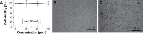 Figure 3 In vitro cell viability.Notes: (A) Cell viability assay of L929 cells after treatment with SP-MoS2 nanosheets at a given Mo concentrations for 24 hours (mean ± SD, n=3). (B and C) Phase contrast photos of L929 cells treated with (B) saline and (C) SP-MoS2 nanosheets ([Mo] =100 ppm).Abbreviations: SD, standard deviation; SP-MoS2, soybean phospholipid-encapsulated MoS2.