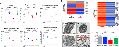 Figure 4 Sperm motility, mitochondria integrity, and genes associated with mitochondrial antioxidation enzymes were altered upon cisplatin injury and nHNK treatment. (A) iSperm analysis on sperm swimming patterns showed a significant decrease in all sperm swimming patterns evaluated, including sperm motility, progressive motility, average path velocity (VAP), velocity straight line (VSL), curvilinear velocity (VCL), the amplitude of lateral head (ALH). These parameters were rescued after nHNK treatment. (B) RNAseq analysis showed that several essential genes for mitochondria function and structural integrity, such as Mfn1, 2, and Msto1, were affected. (C) In contrast to the well-organized mitochondria cristae structure in the control sperm (C1), cisplatin-injured sperm (C2) and epididymal epithelium (C3) showed disrupted mitochondria structure with the absence of cristae (marked in yellow). The reappearance of mitochondria cristae can be observed under electron microscopy in the sperm cells recovered from the nHNK-treatment testis. (D) Genes associated with mitochondrial antioxidant enzymes and ATP synthesis were downregulated upon cisplatin injury. Up-regulation of these gene expressions after nHNK treatment may explain the restored ATP production ability. (E) When sperm cells of 4 experimental groups were subjected to ATP assay, a significant decrease in the amount of ATP was measured in the cisplatin injured group, and restoration of ATP synthesis was measured in nHNK sperm. Bars represent standard deviation (S.D.), and results were presented as mean±standard deviation (S.D.). *p<0.05, **p<0.01. Twenty TEM images from each experimental group were evaluated, and representative images were presented.