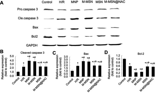 Figure 4 Expression of apoptosis-related proteins induced by different NPs. (A) Apoptosis-related proteins determined by WB in cardiomyocytes exposed to different NPs. (B-D) Quantitative analysis of cleaved caspase 3, Bax, and Bcl-2 using data from three independent experiments. (*p<0.001 vs Control; #p<0.05 vs H/R; Δp<0.05 vs MNP; ☆ p<0.05 vs M-MSN).Abbreviations: NPs, nanoparticles; WB,Western blotting; H/R, hypoxia/reoxygenation; MNP, magnetic iron oxide nanoparticles; MSN, mesoporous silica nanoparticles; M-MSN, magnetic mesoporous silica nanoparticles; M-MSN@NAC, M-MSN loaded with NAC.