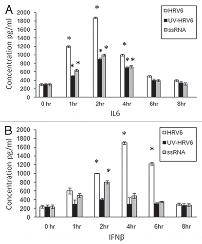 Figure 2 HRV6 activation of human airway epithelial cells. Human bronchial cells were either not stimulated (grey bar charts) or stimulated with HRV6 virions (1 × 103 PFU/ml) (black bar charts), UV HRV6 (white bar charts) or HRV6 ssRNA (stripped bar charts) for different hours. The supernatants were harvested and assayed for cytokine secretion using the Cytometric Bead Array (CBA) system (Becton Dickinson). Fluorescence was detected using a FACSC alibur (BectonDickinson). IL6 secretion is depicted in graph (A) while IFNβ in graph (B). The data presented is the mean of three independent experiments. Asterisks denote statistical significance (p < 0.001).