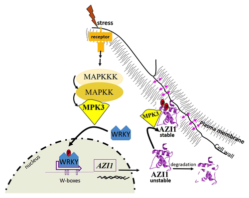 Figure 2. Proposed model of AZI1 regulation in MPK3-mediated stress responses. Stress perception initiates MAPK cascade signaling. Stress-activated MPK3 phosphorylates WRKY transcription factor(s) (blue), which subsequently induce AZI1 gene expression through binding to W-boxes in the AZI1 Promoter. In mpk3 mutants, AZI1 protein is unstable. AZI1 and MPK3 interact at the plasma membrane; and a cell-cell-contact appears to be required for complex formation (pink arrows). Phosphorylation by MPK3 likely stabilizes the AZI1 protein.