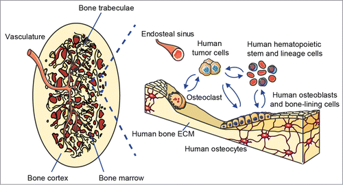 Figure 1. Schematic of the humanized bone “organ” as a model of human bone malignancies. Left panel shows the clinically relevant morphology of the bioengineered ectopic bone “organ,” while the right panel indicates the different humanized cellular and extracellular components that are comprised within the model and interact with human bone tumor or metastatic cells.