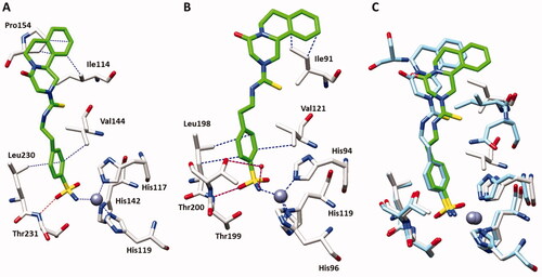 Figure 2. (A) X-ray crystal structures of SmCA bound with compound 35c (PDB: 7YZH). (B) X-ray crystal structures of hCA II bound with compound 35c (PDB: 7R1X). Panel C shows their superimposition in the active site (green inhibitor/hCA II, blue inhibitor/SmCA). Residues involved in the binding of inhibitors are also shown; the grey sphere represents the zinc atom in the active site of the proteins.