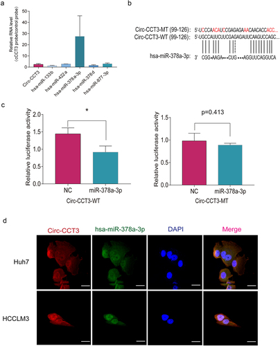 Figure 4. Downregulation of circ-CCT3 plays a tumour suppression role in HCC via the miR-378a-3p-FLT-1pathway. (a) the 11 potential target genes of miR-378-3p. (b) Luciferase reporter assays were performed with both WT and Mut plasmids. (c, d) Expression of FLT1 following circ-CCT3 overexpression or knock-down was evaluated by RT-Qpcr and western blotting in HCC cell lines. (e) Rescue experiments were performed to confirm the regulation of FLT-1 was under the control of circ-CCT3 and miR-378a-3p. (f) Tube formation assay was performed to evaluate the angiogenesis after knock-down of circ-CCT3 in HUVECs. (g) Transwell assay was conducted to evaluate the metastasis of HCC cells after overexpressing circ-CCT3.
