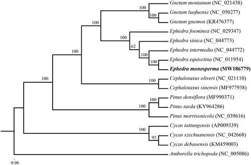 Figure 1. Maximum-likelihood phylogenetic tree for E. monosperma based on 17 complete chloroplast genome sequences. The number on each node indicates the bootstrap value.
