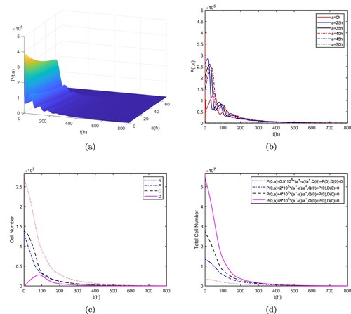 Figure 4. (a) The age distribution of proliferating cells P(t,a). (b) The time series of P(t,a) at six fixed ages corresponding to Theorem 4.3. (c) The time series of four types of cells P, Q, D and the total number N. (d) The time series of the total number N under four different initial values. Where parameters κ=1, ℓ=0.3, and μ=0.0043 are taken. These four figures show the global stability of the trivial steady state E¯0 under conditions of Theorem 4.3.