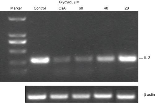 Figure 5.  Effect of glycyrol on PMA/Io-induced IL-2 mRNA expression in Jurkat cells. Cells were pre-incubated with glycyrol (20, 40, and 60 μM) or 1 μM CsA for 6 h, and after addition of PMA (25 ng/mL) and Io (1 μg/mL), they were further incubated for 4 h (note that all the cultures contain 0.1% DMSO as control). RNAs were prepared from the cells, and RT-PCR was performed for IL-2 and β-actin expression. After RT-PCR, amplified product was run on 1% agarose gel.