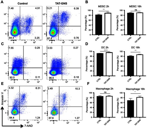 Figure 3 Cell vitality tests after GNS loading. MDSCs, DCs, and macrophages were incubated with or without TAT-GNS for 2 h or 16 h, respectively. Cells were then washed, stained for vitality markers, and detected by flow cytometry. (A, C, E) Representative plots for vitality staining of MDSC, DC, macrophages, respectively, after 2 h culture. (B, D, F) Quantification of AnnexinV- 7AAD- live cells for MDSC, DC, macrophages, respectively, after 2 h or 16 h culture. n=5. * p<0.05; ** p<0.01; **** p<0.0001.Abbreviations: GNS, gold nanostars; MDSC, myeloid-derived suppressor cells; TAT, transactivator of transcription; DC, dendritic cells; ns, no significance.