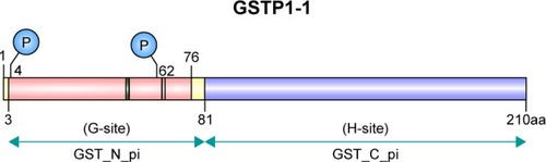 Figure 1 The two binding sites (G and H) of GSTπ.
