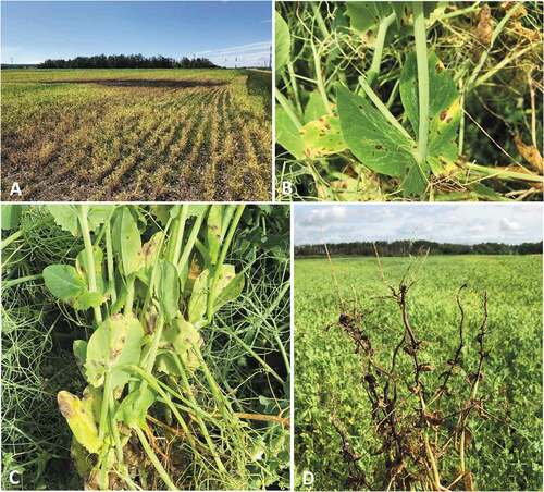 Fig. 2. Main issues observed in Alberta pea fields in 2020: A, drowned low spot in pea field; B, mycosphaerella blight on pea leaves; C, ascochyta blight on pea leaves; D, rot of pea roots