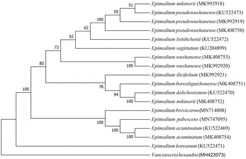 Figure 1. A phylogenetic ML tree constructed using MEGA7.0 based on the complete chloroplast sequence of 17 Epimedium species including E. pubescens and that of Vancouveria hexandra as outgroup.