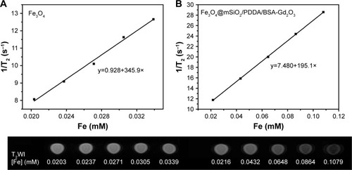 Figure 5 T2 relaxivity curves and T2-weighted magnetic resonance (MR) images of the Fe3O4 (A), and Fe3O4@mSiO2/PDDA/BSA-Gd2O3 nanocomplex (B) with various Fe3O4 nanoparticle concentrations. A 3.0 T human MR scanner was used.