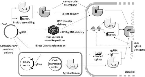 Figure 1. A schematic overview of the main CRISPR/Cas delivery approaches in plant cells.