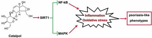 Figure 7. The mechanism on how catalpol mitigated psoriatic-like symptoms. Catalpol up-regulated the expression of SIRT1, the activated SIRT1 restrained the inflammatory activities and oxidative stress by the inactivation of NF-kB and MAPK pathways in vivo and in vitro