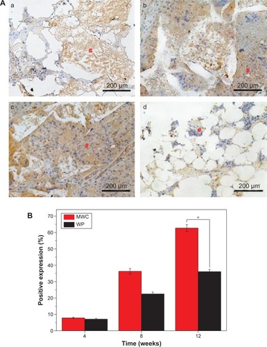 Figure 11 Immunohistochemical analysis of new bone tissue.Notes: (A) Histological sections of immunohistochemical staining of positive expression of BMP-2 after MWC scaffolds implanted in vivo for 4 (a), 8 (b), and 12 (c) weeks and WP scaffolds implanted in vivo for 12 (d) weeks, # brown areas represent positive expression of BMP-2 (magnification 100×). (B) Change of positive expression ratio with time after MWC scaffolds and WP scaffolds implanted in vivo for 4, 8, and 12 weeks. *P<0.05.Abbreviations: BMP-2, bone morphogenetic protein-2; MWC, nano magnesium phosphate/wheat protein composite; WP, wheat protein.