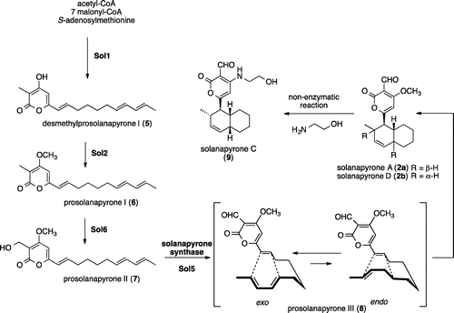 Scheme 2. Reconstitution of solanapyrone biosynthetic gene cluster in A. oryzae.