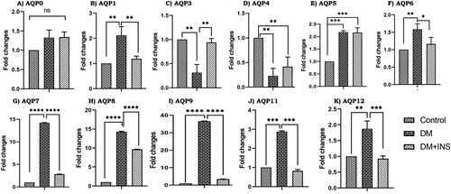 Figure 3. Effect of hyperglycemia on aquaporins gene expression. RNA levels in diabetic rat testis and also with insulin treatment (in vivo) were measured by RT-PCR, (A–K). All the results were normalized with β-actin. Values represent mean ± SD (n = 6) (*p < 0.05, **p < 0.01, ***p < 0.001 and ****p < 0.0001).