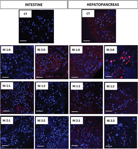 Figure 7. Localization of acid structures (red signals) in the intestine and hepatopancreas of N. davidi. Blue signals - nuclei. Confocal microscopy. Scale bar = 45 μm.