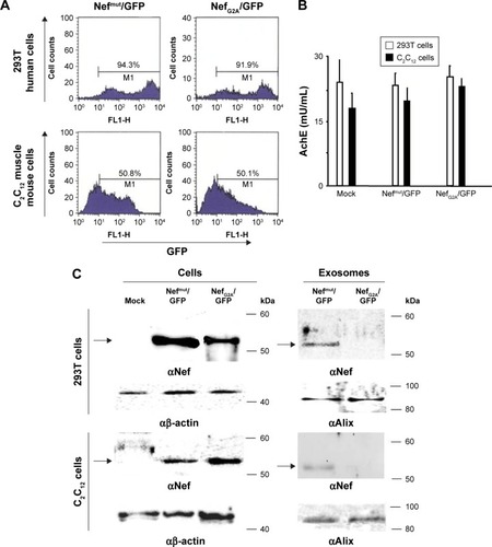 Figure 1 Detection of engineered exosomes in supernatants of transfected murine muscle cells.Notes: (A) FACS analysis of both human 293T and murine C2C12 muscle cells 2 days after transfection with either Nef mut/GFP- or NefG2A/GFP-expressing vectors. M1 marks the range of positivity as established by the analysis of mock-transfected cells. Percentages of positive cells are reported. (B) Quantification in terms of AchE activity of exosome preparations recovered by differential centrifugations of supernatants from the same number (ie, 5×106) of both 293T and C2C12 transfected cells. (C) Western blot analysis of exosomes from both 293T and C2C12 transfected cells. Nef-based products were detected in both cell lysates and exosomes, while β-actin and Alix served as markers for cell lysates and exosomes, respectively. Arrows mark the relevant protein products. Molecular markers are given in kDa. (D) FACS analysis of exosomes from C2C12 transfected cells. Ten mU of exosomes from C2C12 cells transfected with either Nefmut/GFP- or NefG2A/GFP-expressing vectors were analyzed in terms of both FSC and SSC (top panels), as well as GFP fluorescence (bottom panels). Quadrants indicate the dimension of the detected particulate (top panels, a: 0.1 μm) and the range of positivity as calculated by the analysis of exosomes from mock-transfected cells (bottom panels). Results are representative of two independent experiments.Abbreviations: AchE, acetylcholineesterase; exo, exosomes; FACS, fluorescence-activated cell sorting; FL2, fluorescence channel 2; FSC, forward scatter; GFP, green fluorescent protein; SSC, side scatter.