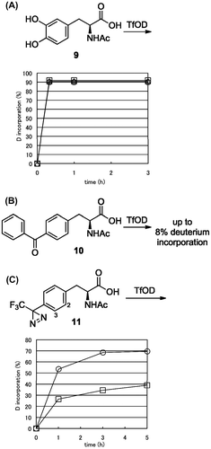 Fig. 4. H/D exchange of photophore containing N-acetyl aromatic α-amino acid.Notes: (A) N-Ac-l-DOPA (9), N-Ac-l-Phe(4-benzoyl) (10), and (B) N-Ac-l-Phe(4-TFMD) (11) at 0 °C.(A) Time-course H/D exchange ratio for 2-, 5-, and 6- position of compound 9 was presented by open square, triangle, and circle, respectively. (C) Time-course H/D exchange ratio for 2- and 3- position of compound 11 was presented by open square and circle, respectively.