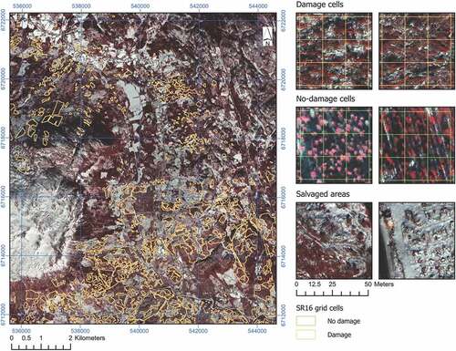 Figure 1. Orthorectified pan-sharpened false-colour infrared WorldView-3 image of the study area (left) with examples of damage and no-damage SR16 cells and salvaged areas (right). Coordinates are given in ETRS89 UTM 32N. (Satellite imagery © 2023 Maxar Technologies).