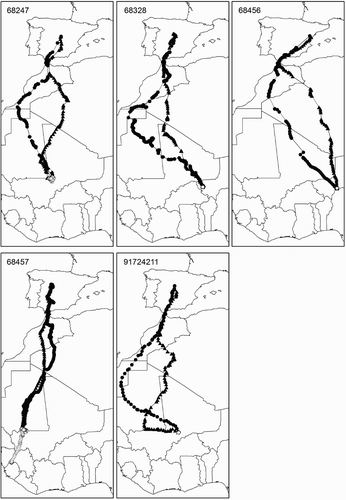 Figure 1. Routes followed by five Booted Eagles during autumn (triangles) and spring (circles) migration. White circles show winter locations. The upper left number indicates transmitter's number. Each symbol on the figure represents an hourly location during daytime (except #91724211 where data were collected every 2 hours).