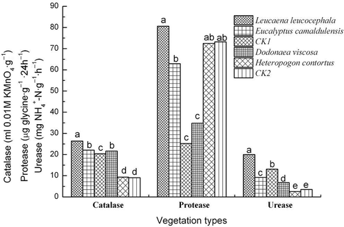 Figure 3 Soil enzymes activities (catalase, protease and urease) under different vegetation types. Values with the same letter in a group are not significantly different at the p < 0.05 level. CK1, bare soil (no coverage) in Yuanma station (slope area); CK2, bare soil (no coverage) in Zuolin station (gully bed).