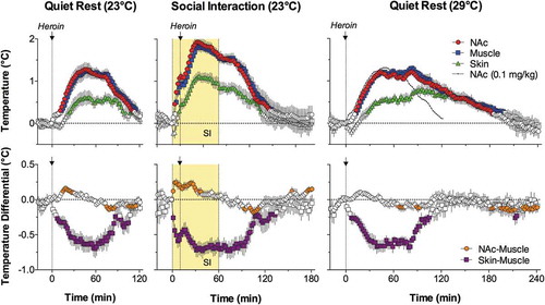 Figure 26. State-dependency and environmental modulation of temperature responses induced by iv heroin (0.1 mg/kg) in freely moving rats. When heroin as injected during social interaction (yellow area from 0 to 60 min), temperature elevation and decrease in skin-muscle differentials became larger compared to the effects induced by this dug in quiet resting conditions. When heroin was injected at 29·C ambient temperatures, drug-induced temperature elevation became more prolonged. Data were replotted from [Citation228].