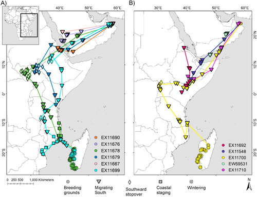 Figure 1. Locations from (A) juvenile and (B) adult Sooty Falcons as they migrated from their natal/breeding sites in Oman to wintering grounds, with stopovers and coastal staging. Not all birds were tracked for the entire migration due to mortality or tag/harness failure (see Table 1 for details). Lines between locations do not imply straight line flight, but instead indicate the sequence in which locations were recorded.
