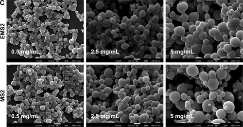 Figure 2 SEM images of EMS2 and MS2 spheres.Notes: Spheres were prepared by mixing: (A) initial concentration of 2.5 mg/mL of silk proteins with increasing potassium phosphate concentrations, 0.5, 1, and 2 M, pH 7; (B) initial concentration of 2.5 mg/mL of silk proteins with 1.75 M potassium phosphate at different pH, 4, 7, and 10; and (C) different initial silk proteins concentrations, 0.5, 2.5, and 5 mg/mL with 2 M potassium phosphate, pH 7. The representative images of three times repeated experiment are shown. Scale bar=1 µm.Abbreviation: SEM, scanning electron microscopy.