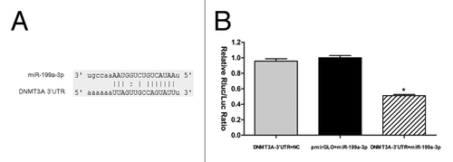 Figure 2. miR-199a-3p directly targets DNMT3A. (A) The putative human DNMT3A 3′-UTR fragment containing miR-199a-3p binding sequence (837bp ~843bp) was inserted into the luciferase report vector pmirGLO downstream. (B) Dual luciferase assay of NT2 cells co-transfected with the luciferase constructs containing the DNMT3A 3′-UTR as well as miR-199a-3p mimics or scrambled oligonucleotides as the negative control.