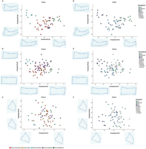 Figure 6. Scatterplot of the predicted PLS scores of shape by: species (a, b and c) and Köppen-Geiger climate classification (d, e and f) for whole mandible (a and d), corpus (b and e) and ramus (c and f) datasets. Deformation grids and two-coloured wireframes show mean shape (light blue) and deformation (dark blue) at the extremities of both x and y axes. All stratigraphic unit specimens = U. spelaeus.