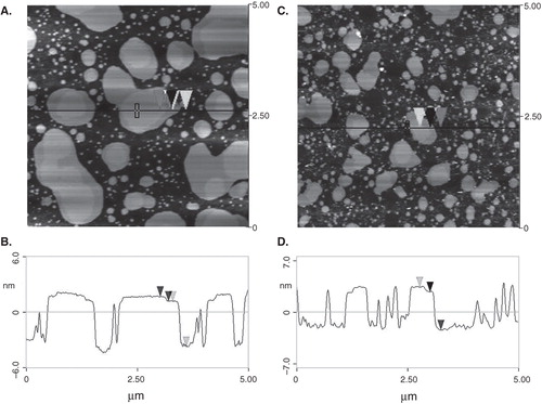 Figure 4. AFM images of DOPC:SM equimolar and Cho 25 mol% mixtures. Lipid mixture in the absence (A) and presence (C) of 2OHOA (lipid:fatty acid, 40:1 molar ratio). The horizontal black line marks the location of the section analysis shown in (B) and (D). The arrows denote the two different height levels of the domains. Vertical distances between the arrows were 4.96 and 0.60 nm (panel B) and 5.0 and 0.61 nm (panel D).