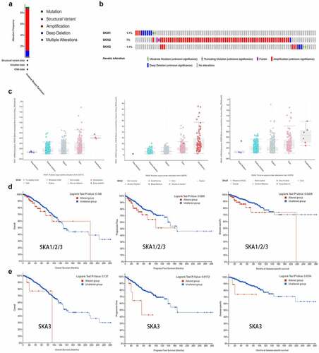 Figure 5. Genomic alterations and prognostic analysis of SKA1/2/3 in BC. (a-b) Summary of genetic alterations of SKA1/2/3 in BC. 90 samples of 996 patients were involved in alternations of SKA1/2/3, which account for 9.04%. (c) SKA1/2/3 expression in different CNV groups (d-e) K–M plots curve of OS, PFS and DSS in BC patients with/without the SKAs/SKA3 alterations. Analyses were conducted in cBioPortal