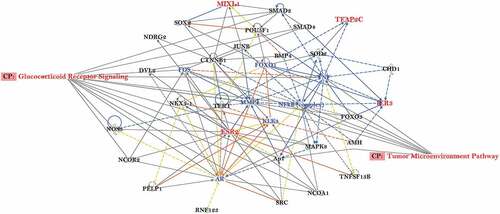 Figure 4. Predicted gene regulatory network of the overlapping genes associated with increasing Gleason score in AA prostate cancer. Ingenuity Pathway Analysis software was used to predict putative sub-networks containing five candidate genes: IER3, TFAP2C, ESR2, MIXL1, AMIGO3 (RNF123) that play a role in several mechanisms associated steroid signalling and tumour microenvironment in prostate cancer disease progression. MIXLI, TFAP2C, IER3 and ESR2 are highlighted in red.