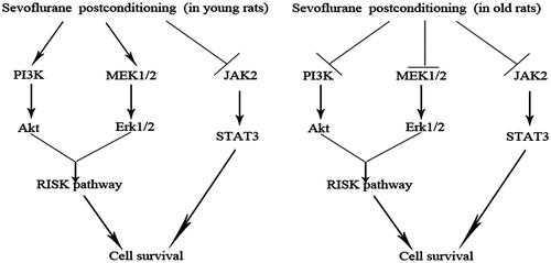 Figure 8. Diagram illustrating cardioprotective pathways of sevoflurane postconditioning in young and old rats in our model.